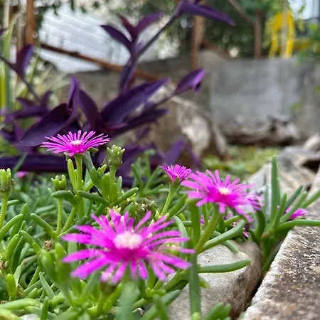 Krolo Otok Ciovo Trogir